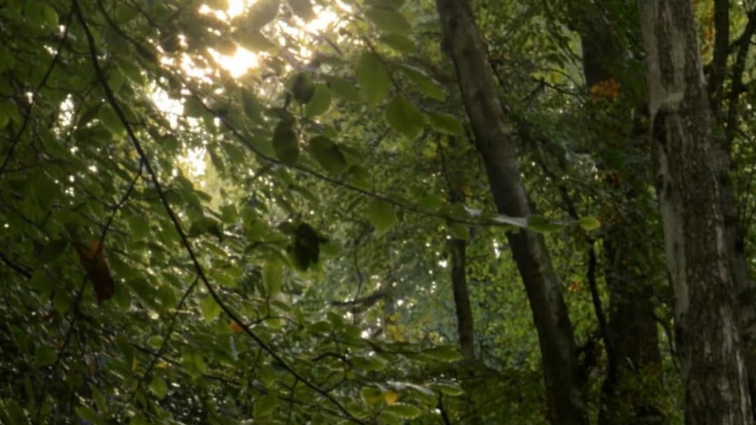 A Meditation in Green video thumbnail